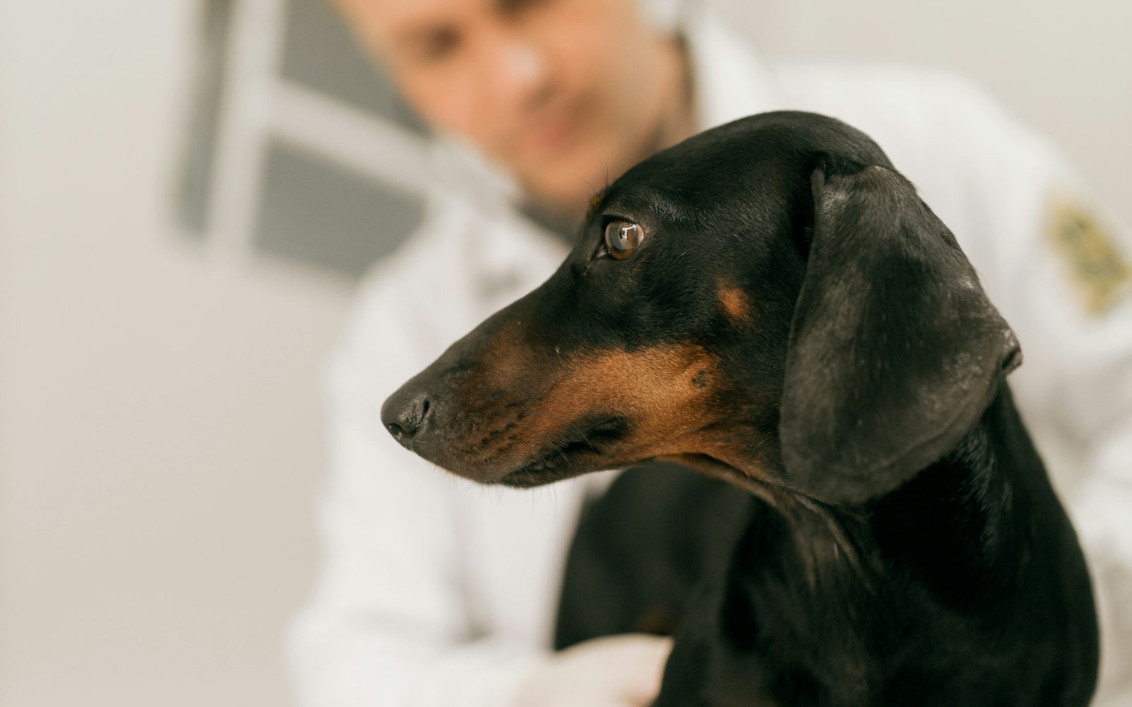 47% more paid leads for a veterinary clinic